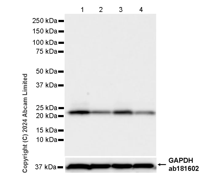 Western blot - Anti-PSMB5/MB1 antibody [EPR28990-5] - BSA and Azide free (AB321798)