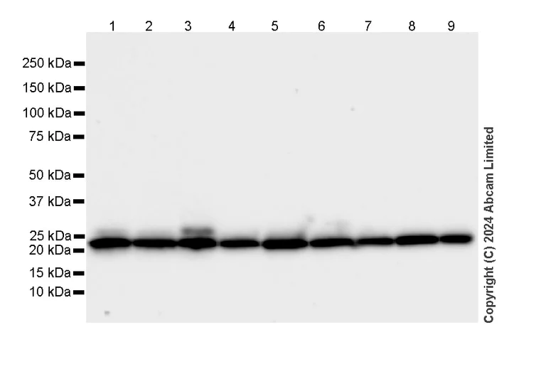 Western blot - Anti-PSMB5/MB1 antibody [EPR28990-5] - BSA and Azide free (AB321798)