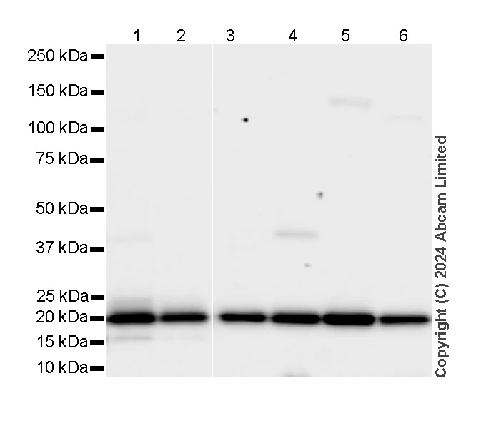 Western blot - Anti-PSMB5/MB1 antibody [EPR28990-5] - BSA and Azide free (AB321798)