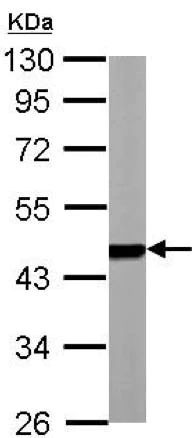 Western blot - Anti-PSMC5 antibody (AB137476)