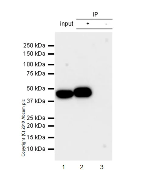 Immunoprecipitation - Anti-PSMC5 antibody [EPR13565(B)] - BSA and Azide free (AB240208)