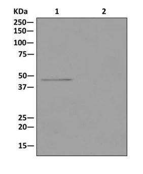 Immunoprecipitation - Anti-PSMC5 antibody [EPR13565(B)] - BSA and Azide free (AB240208)