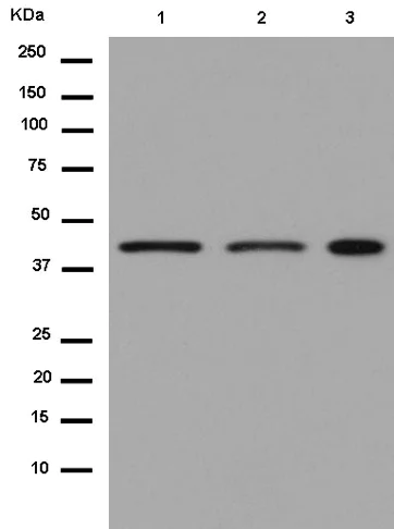 Western blot - Anti-PSMC5 antibody [EPR13566(B)] - BSA and Azide free (AB250198)