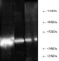 Western blot - Anti-PSMC6 antibody [p42-23] (AB22639)