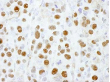 Immunohistochemistry (Frozen sections) - Anti-PSMD1 antibody (AB140682)