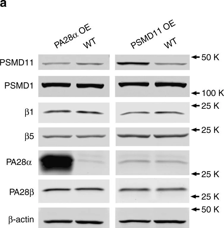 Western blot - Anti-PSMD1 antibody (AB140682)