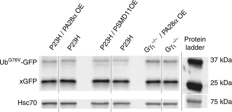 Western blot - Anti-PSMD1 antibody (AB140682)