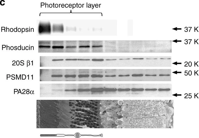 Western blot - Anti-PSMD1 antibody (AB140682)