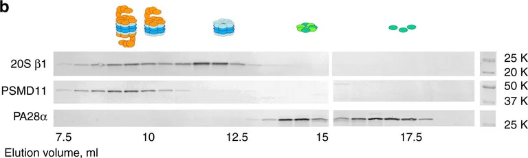 Western blot - Anti-PSMD1 antibody (AB140682)