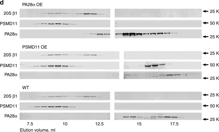 Western blot - Anti-PSMD1 antibody (AB140682)