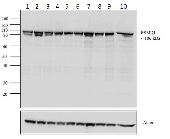 Western blot - Anti-PSMD1 antibody (AB2941)