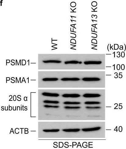 Western blot - Anti-PSMD1 antibody (AB2941)