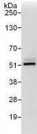 Immunoprecipitation - Anti-PSMD11 antibody (AB99413)
