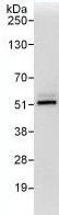 Immunoprecipitation - Anti-PSMD11 antibody (AB99413)