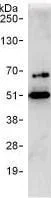 Immunoprecipitation - Anti-PSMD11 antibody (AB99414)