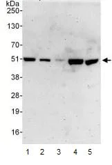 Western blot - Anti-PSMD11 antibody (AB99414)