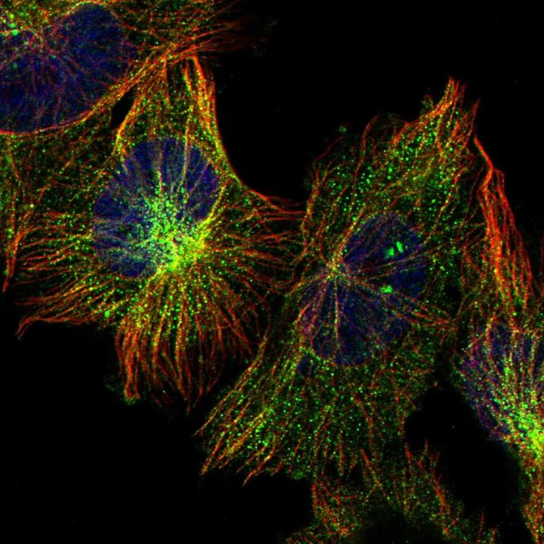 Immunocytochemistry/ Immunofluorescence - Anti-PSMD12 antibody (AB246940)