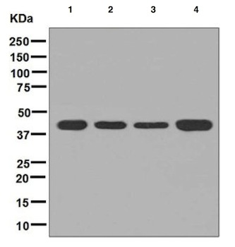 Western blot - Anti-PSMD13 antibody [EPR8524] (AB131164)