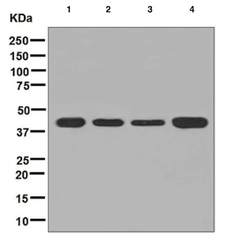 Western blot - Anti-PSMD13 antibody [EPR8524] (AB131164)