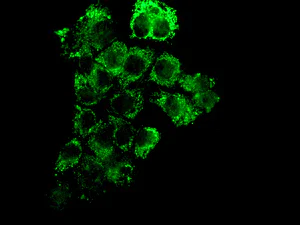 Immunocytochemistry/ Immunofluorescence - Anti-PSMD13 antibody [EPR8525] (AB131054)