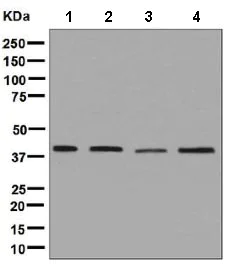 Western blot - Anti-PSMD13 antibody [EPR8525] (AB131054)