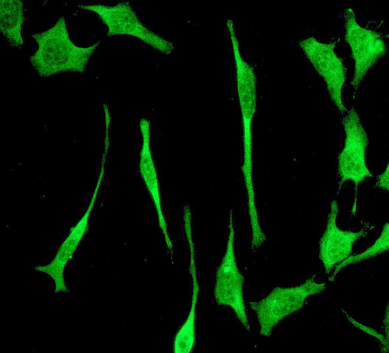 Immunocytochemistry/ Immunofluorescence - Anti-PSMD14 antibody [EPR4257] (AB109123)