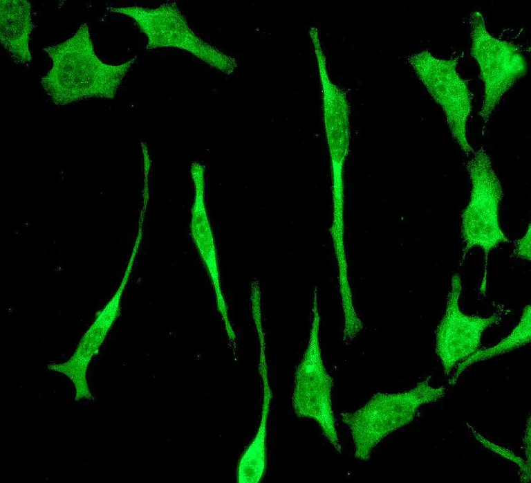 Immunocytochemistry/ Immunofluorescence - Anti-PSMD14 antibody [EPR4257] - BSA and Azide free (AB247771)