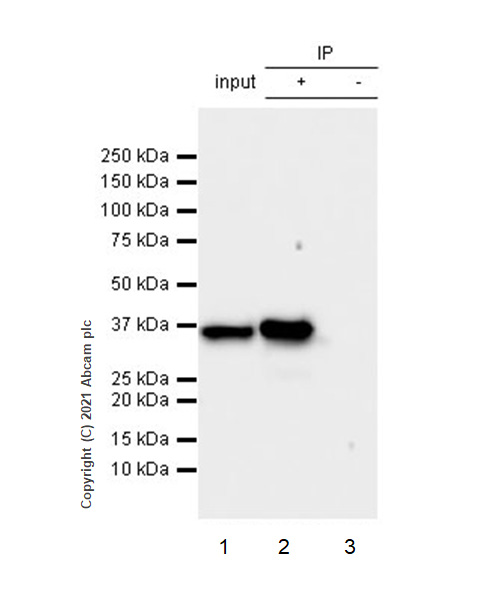 Immunoprecipitation - Anti-PSMD14 antibody [EPR4258] - BSA and Azide free (AB247774), expandable thumbnail