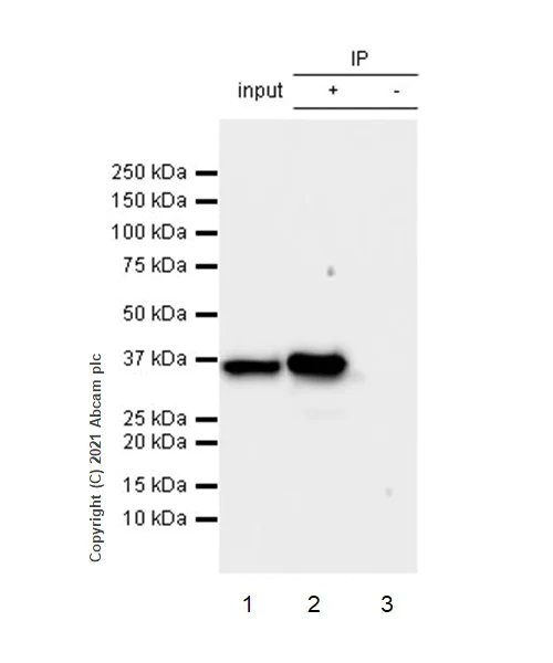 Immunoprecipitation - Anti-PSMD14 antibody [EPR4258] - BSA and Azide free (AB247774)