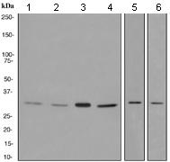 Western blot - Anti-PSMD14 antibody [EPR4258] - BSA and Azide free (AB247774), expandable thumbnail