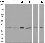 Western blot - Anti-PSMD14 antibody [EPR4258] - BSA and Azide free (AB247774)