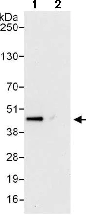 Immunoprecipitation - Anti-PSMD6 antibody (AB140461)