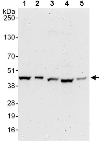 Western blot - Anti-PSMD6 antibody (AB140461)