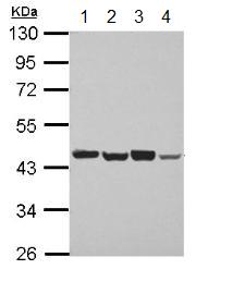 Western blot - Anti-PSMD6 antibody (AB155761), expandable thumbnail