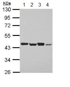 Western blot - Anti-PSMD6 antibody (AB155761)