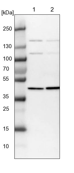 Western blot - Anti-PSMD6 antibody (AB247004)