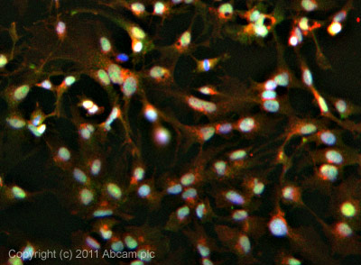 Immunocytochemistry/ Immunofluorescence - Anti-PSMD7/Mov34 antibody (AB11436)