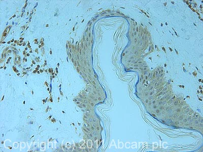 Immunohistochemistry (Formalin/PFA-fixed paraffin-embedded sections) - Anti-PSMD7/Mov34 antibody (AB11436)