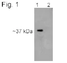 Western blot - Anti-PSMD7/Mov34 antibody (AB11436)
