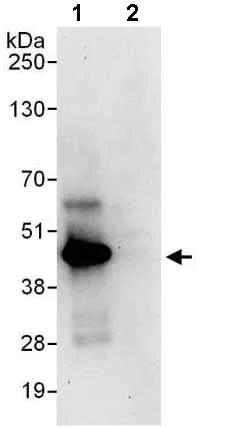Immunoprecipitation - Anti-PSMD7/Mov34 antibody (AB140428)