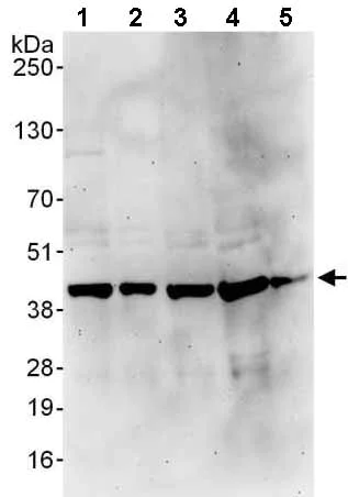Western blot - Anti-PSMD7/Mov34 antibody (AB140428)