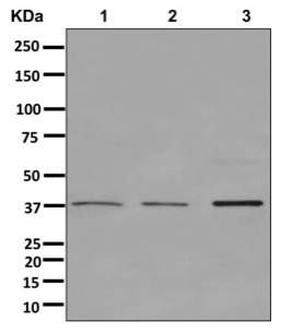 Western blot - Anti-PSMD7/Mov34 antibody [EPR13516(B)] (AB178417)