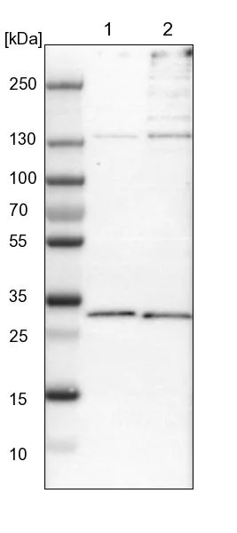 Western blot - Anti-PSMD8 antibody (AB246883)