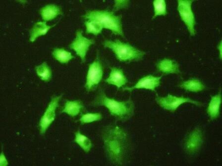 Immunocytochemistry/ Immunofluorescence - Anti-PSMD9 antibody (AB233154), expandable thumbnail