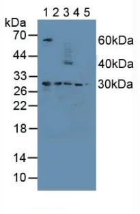 Western blot - Anti-PSMD9 antibody (AB233154)