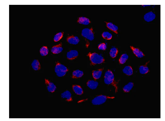 Immunocytochemistry/ Immunofluorescence - Anti-PSMD9 antibody [EPR12947] - BSA and Azide free (AB250563)