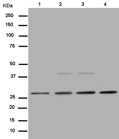 Western blot - Anti-PSMD9 antibody [EPR12947] - BSA and Azide free (AB250563)