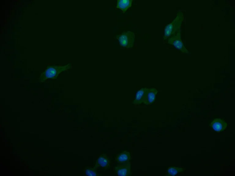 Immunocytochemistry/ Immunofluorescence - Anti-PSME1 antibody [29D5] (AB314183)