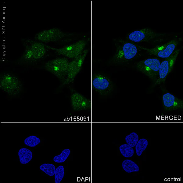 Immunocytochemistry/ Immunofluorescence - Anti-PSME1 antibody [EPR10967(B)] (AB155091)