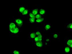 Immunocytochemistry/ Immunofluorescence - Anti-PSME1 antibody [EPR10967(B)] (AB155091)